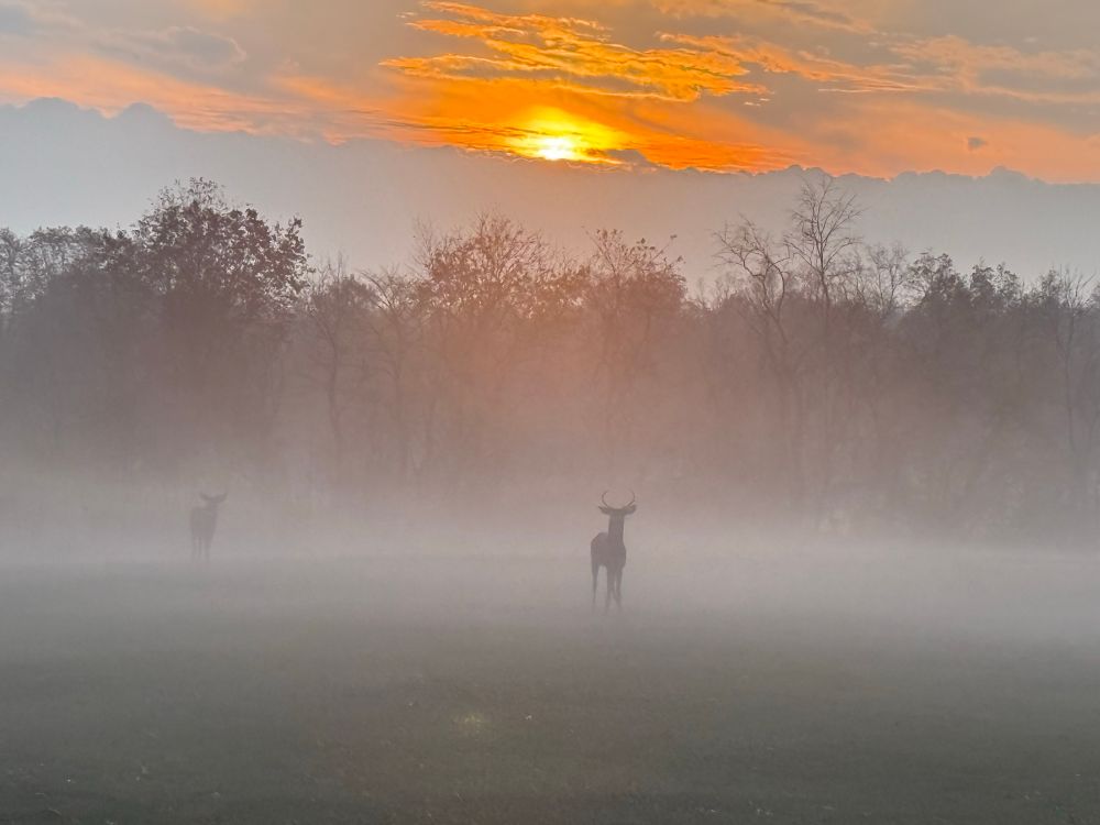 A picture taken in the park at sunrise in Pennsylvania with two deer