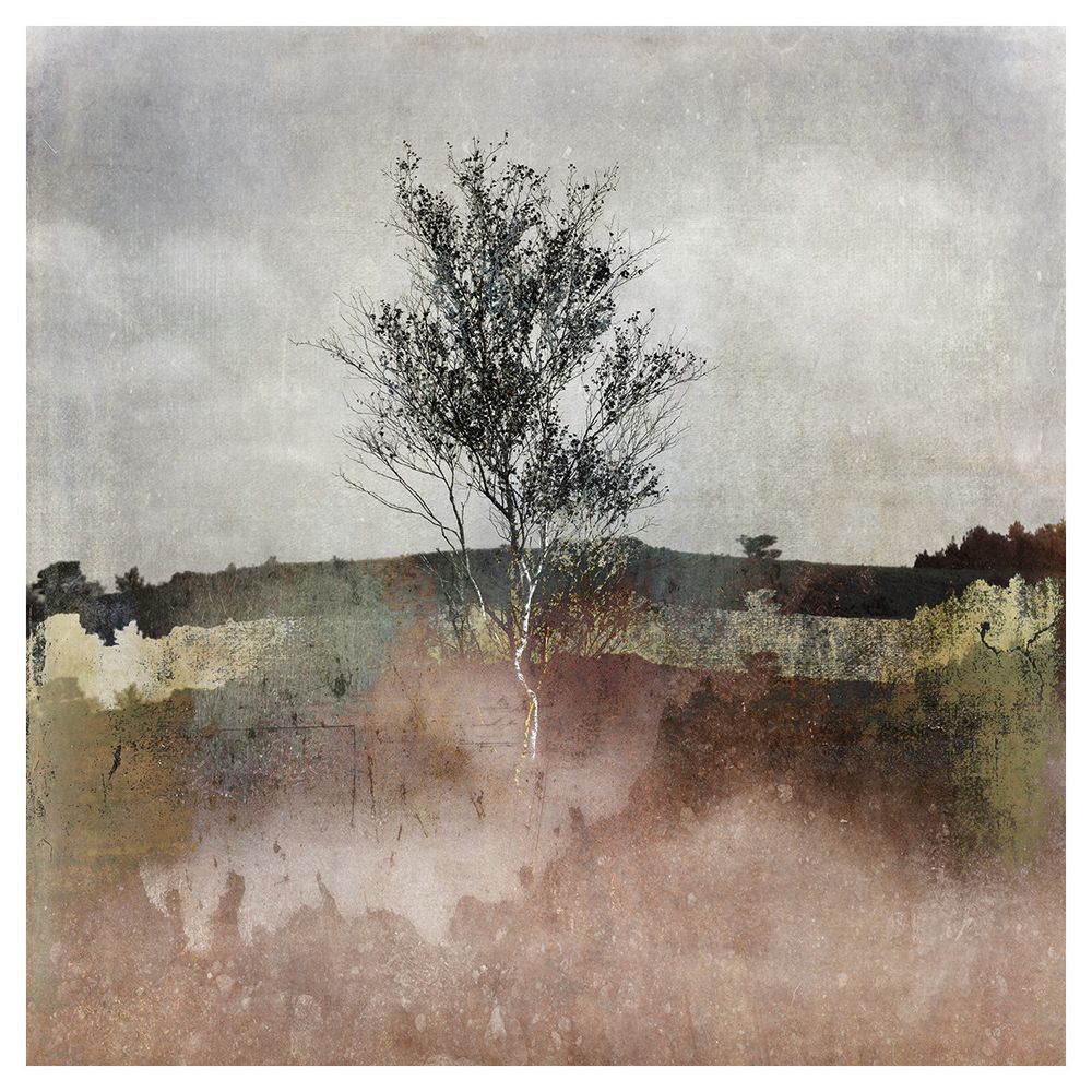 Silver Birch tree in abstracted landscape