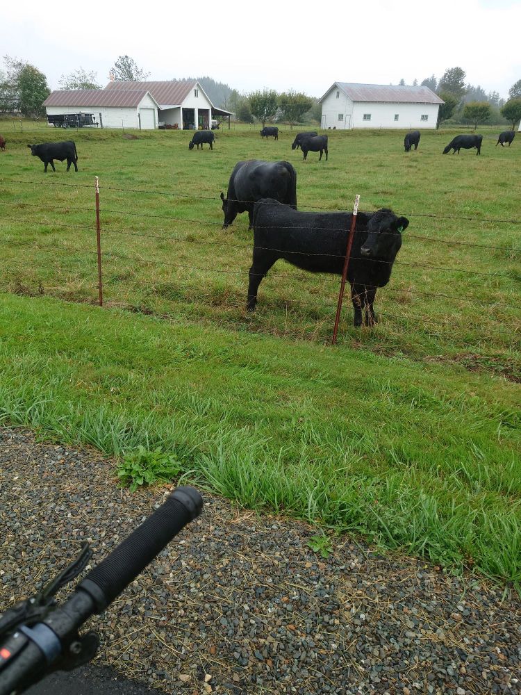 cow next to fence, bicycle handlebar in foreground