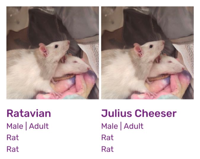 A picture of two mice up for adoption, one is named Julius Cheeser and another is named Ratavian