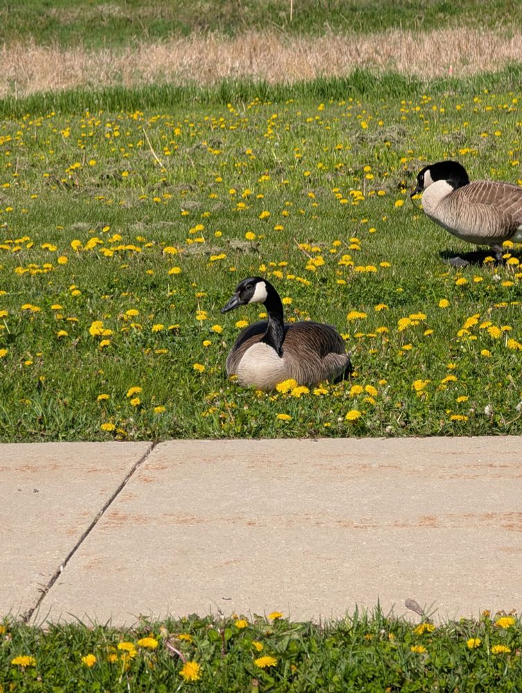 a humble canadian goose sitting like a loaf in a field of dandelions