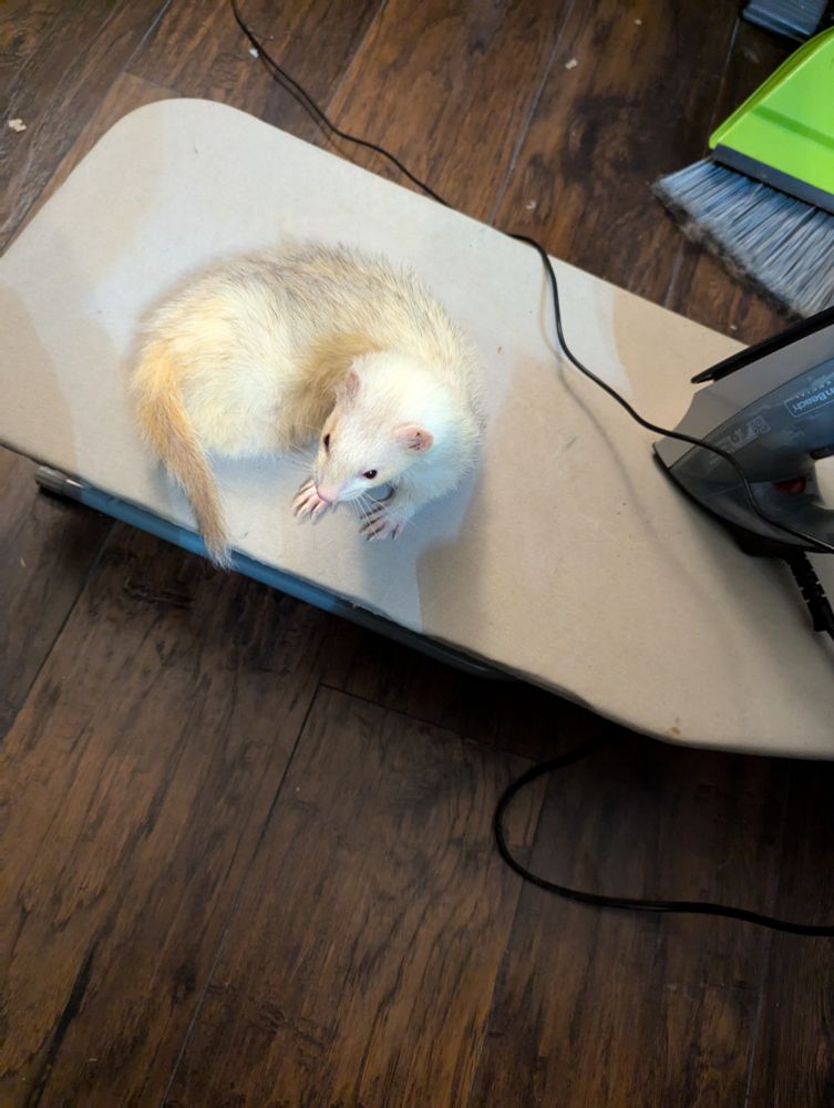 White ferret curled on ironing board next to iron 