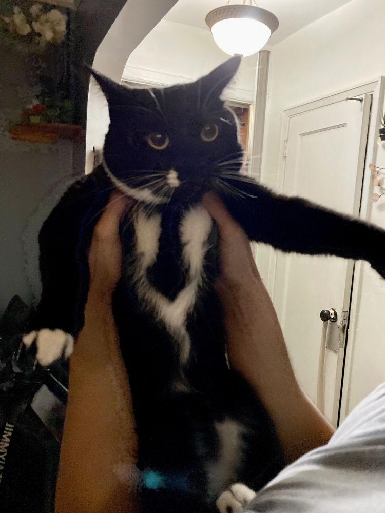 Cat, being held up to display his undercarriage. He is black, with white markings on his chest resembling a white shirt with a black tie. His ears indicate that he is unhappy at being handled in such a disrespectful and undignified manner. Someone is 'bout to get fired. From this reddit post: https://www.reddit.com/r/cats/comments/sfpywm/bear_has_a_suit_and_tie_pattern_on_his_fur/#lightbox