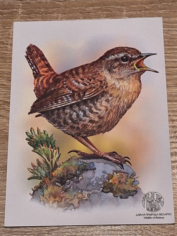 Zaunkönig auf einer Postkarte gezeichnet, der auf einem Stein sitzt aus dem grüne Büschel wachsen