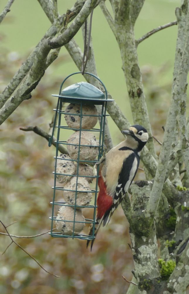 Buntspecht hängt am Meisenknödelspender, der an einem Ast hängt. Mehrere Äste zu sehen. Der Blick des Vogels ist etwas schräg abgewandt Richtung Kamera, so als ob er einen anschaut.