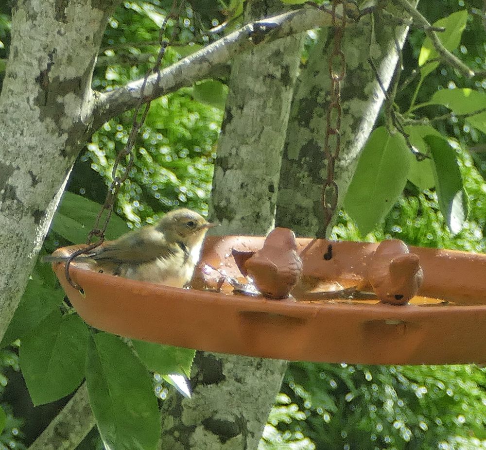 Kleiner Vogel mit braunen Federn u gelben Bauch sitzt in einer Tonfarbarbenen Vogeltränke die an einem Ast befestigt ist. Zwei TonVögel sitzen neben ihm. Drumherum grüne Blätter und Äste.