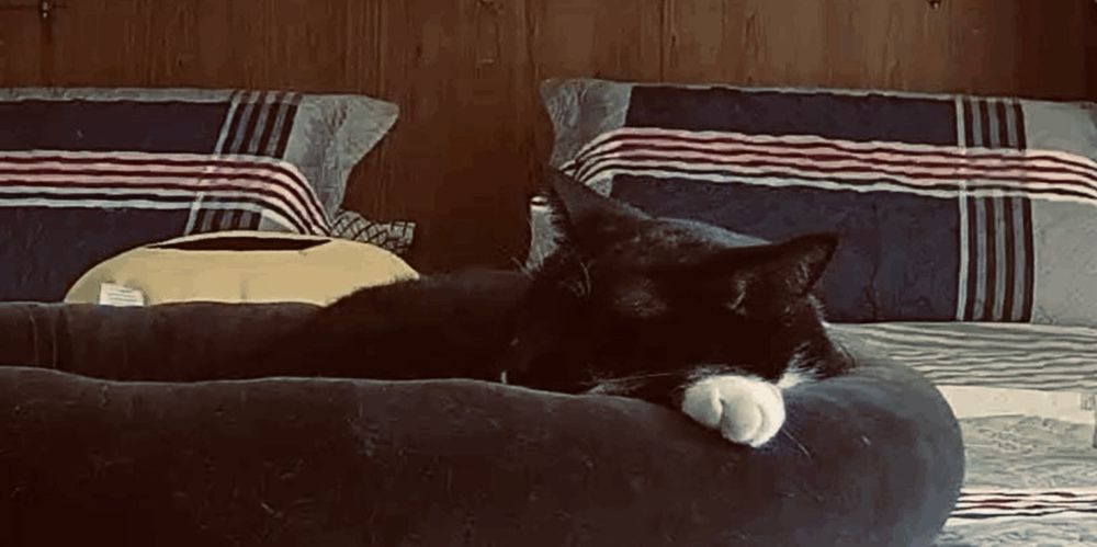 BuBu