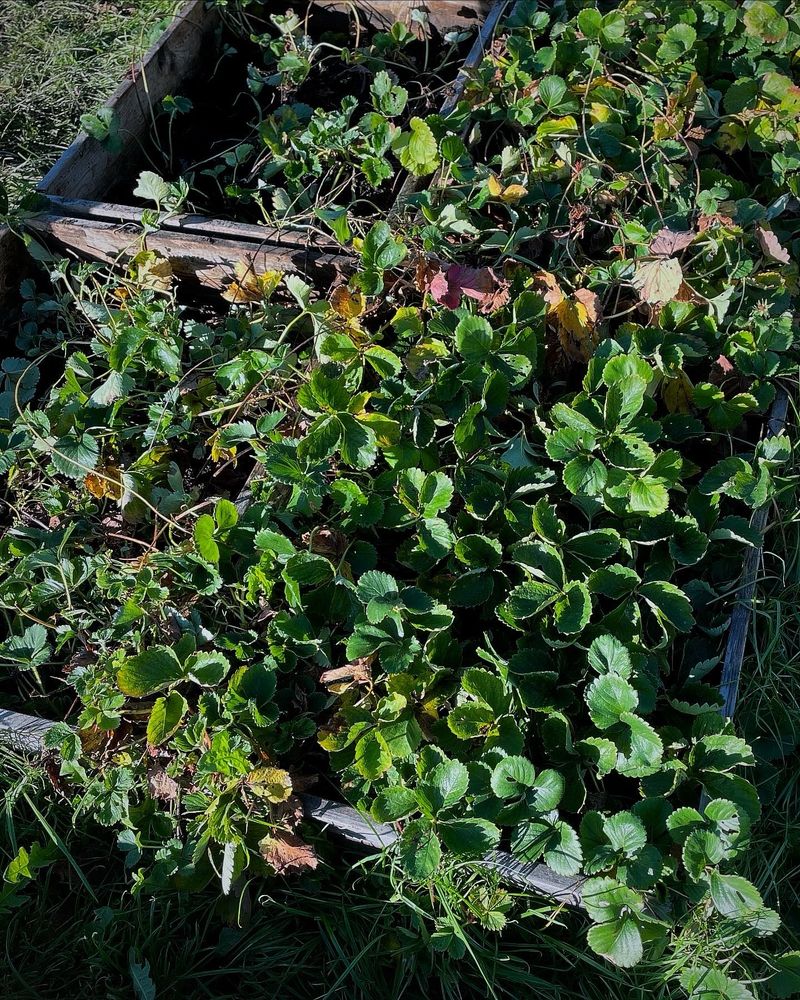 Strawberry plants at the Cranbrook Community Garden in Devon. 