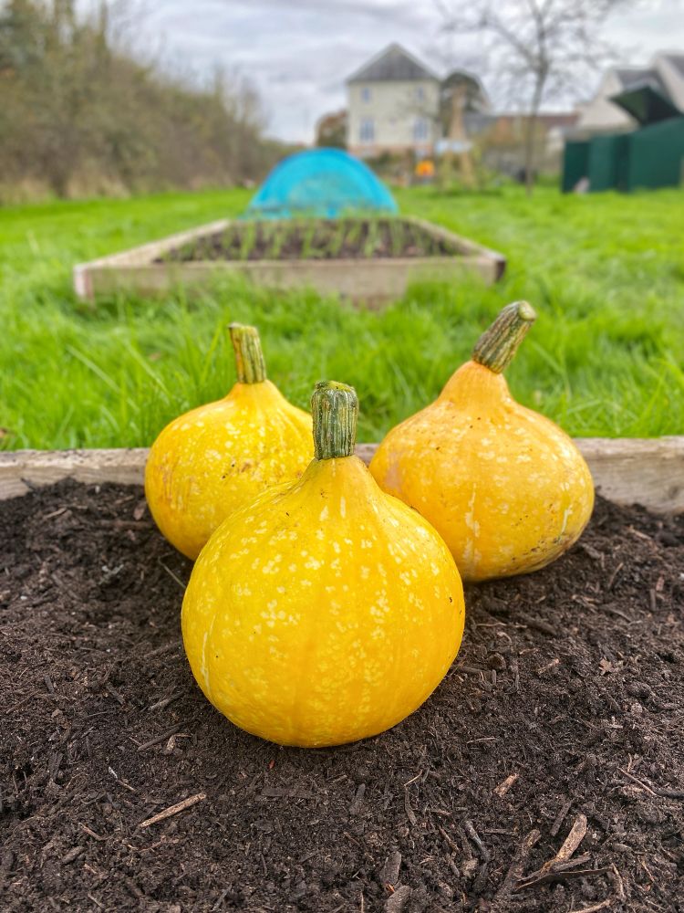 Pumpkins at the Cranbrook Community Garden in Devon