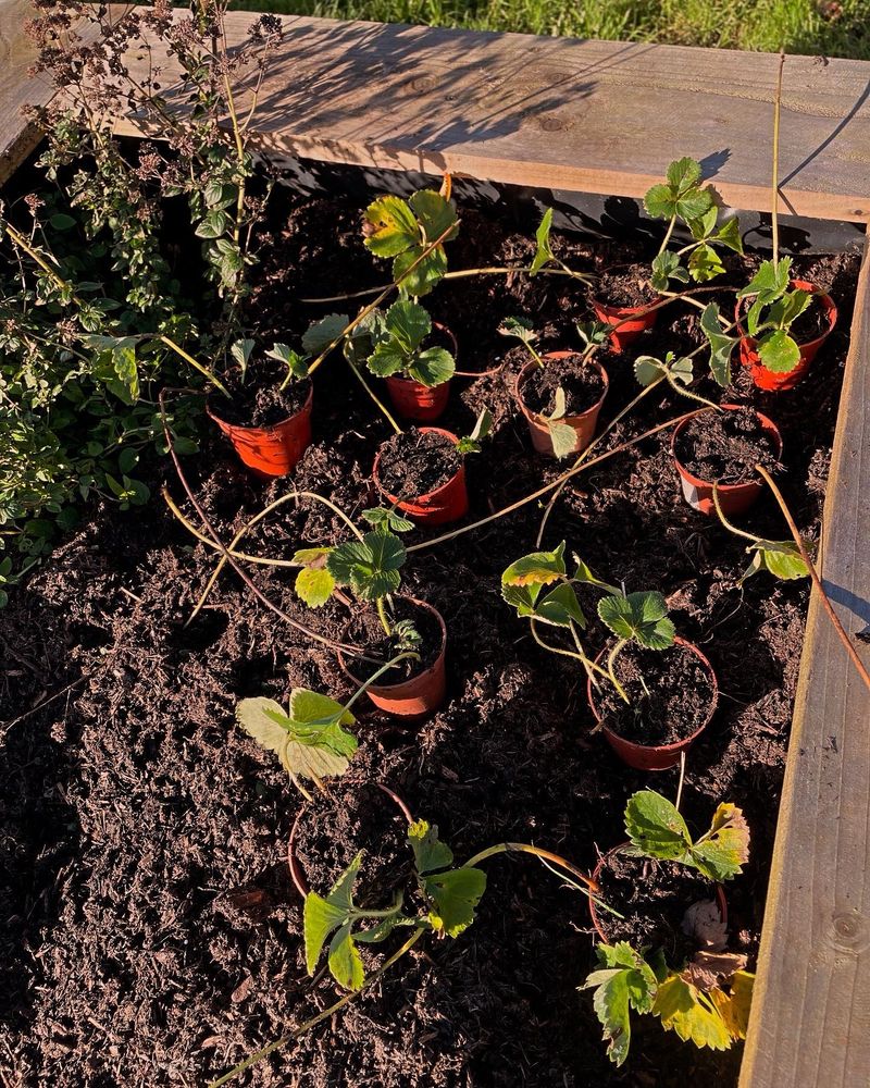 Strawberry plants at the Cranbrook Community Garden in Devon. 