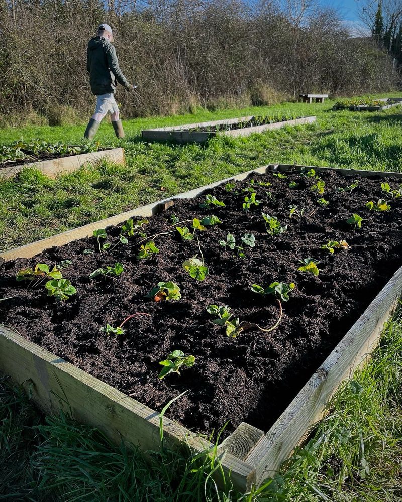 Strawberry plants at the Cranbrook Community Garden in Devon. 