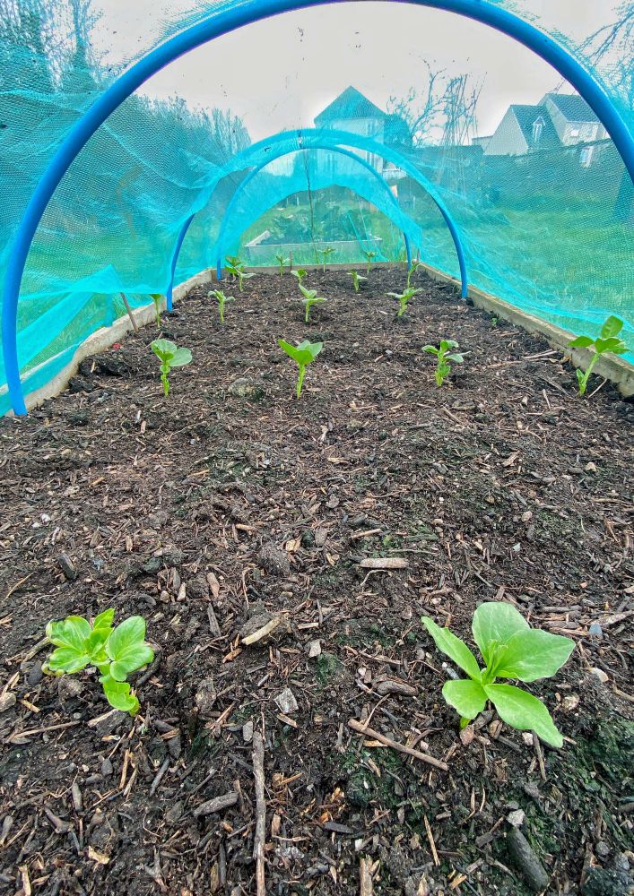 Overwintering Broad Beans growing at the Cranbrook Community Garden.