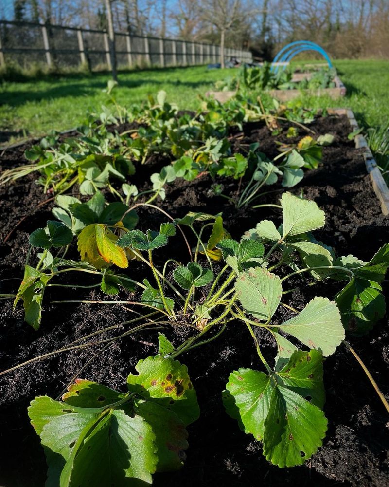 Strawberry plants at the Cranbrook Community Garden in Devon. 
