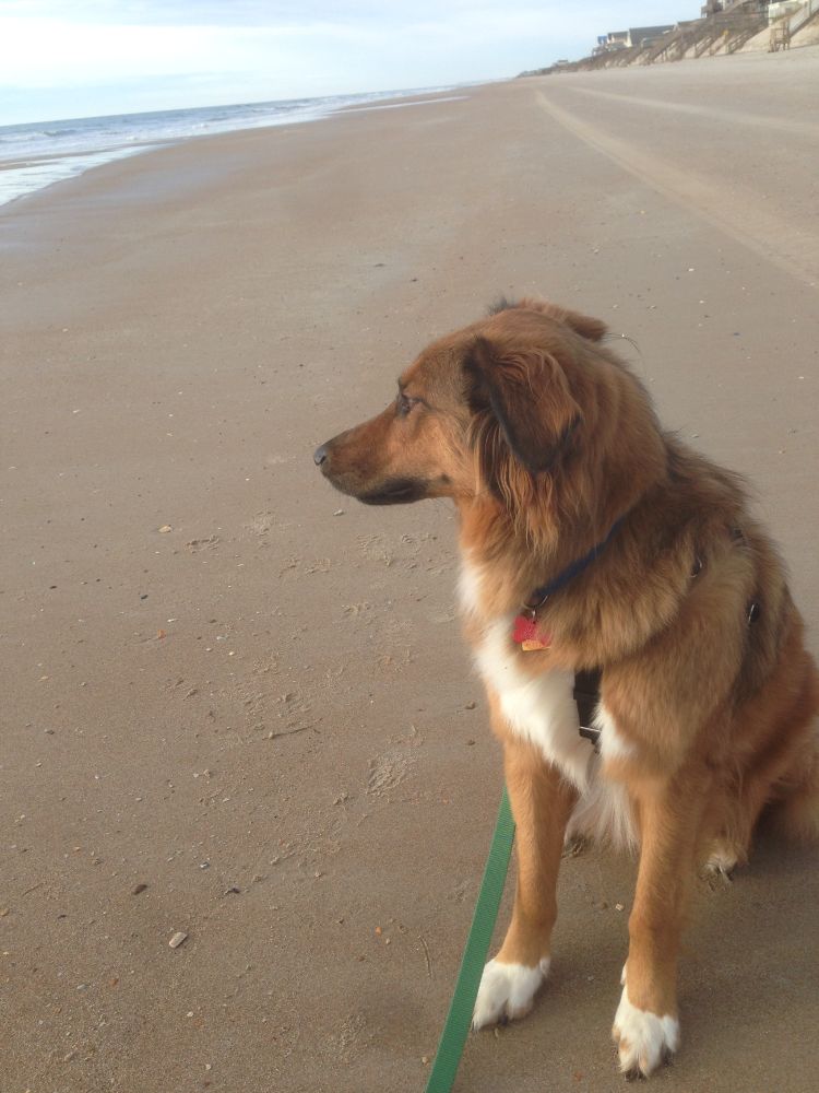 Travis, a large dog with long brown hair, white paws, and a white chest, is sitting on the sand on a long stretch of beach. He is staring out at the ocean very contemplatively.