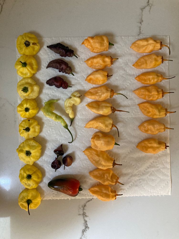 Rows of various colors (and shapes and sizes) of spicy peppers sorted on a paper towel on a countertop.