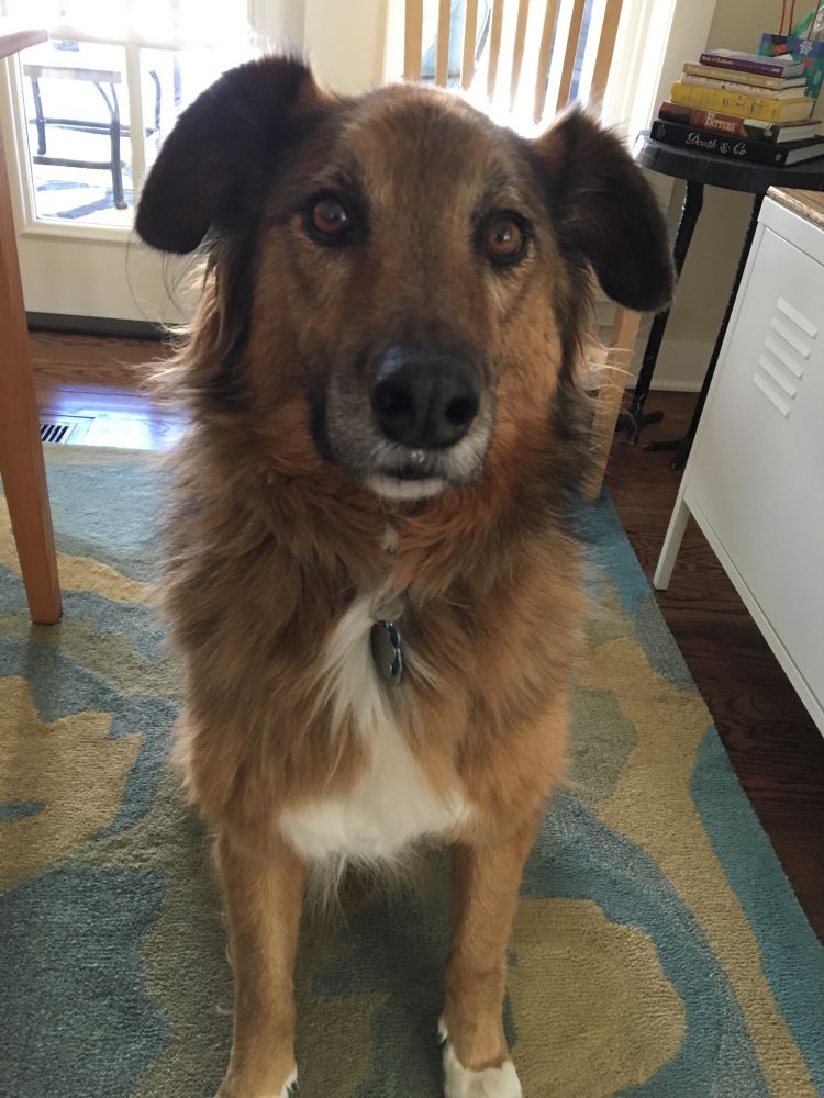 Travis, a large dog with long brown hair, white paws, and a white chest is sitting on a rug looking directly at the camera with big brown eyes and floppy ears tinged with black. He is asking to go outside.
