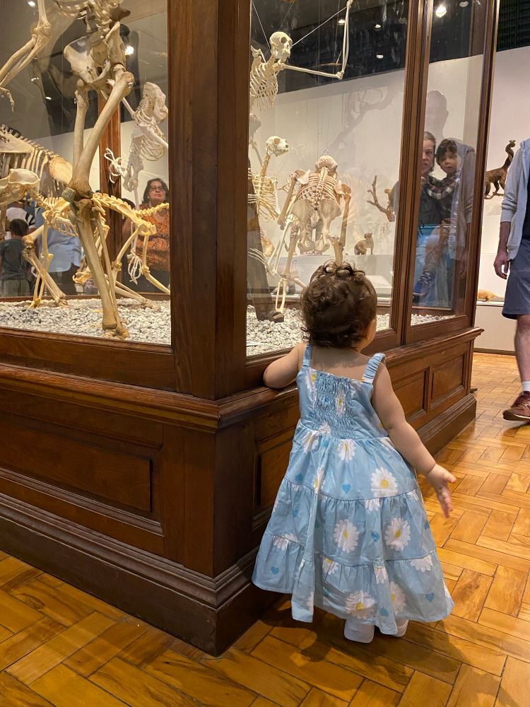 Uma criança com um vestido de margaridas está de costas pra foto. Ela está de frente para um móvel de madeira escuro com vidros maiores que um ser humano. Dentro deste móvel, tem diversos esqueletos de primatas.