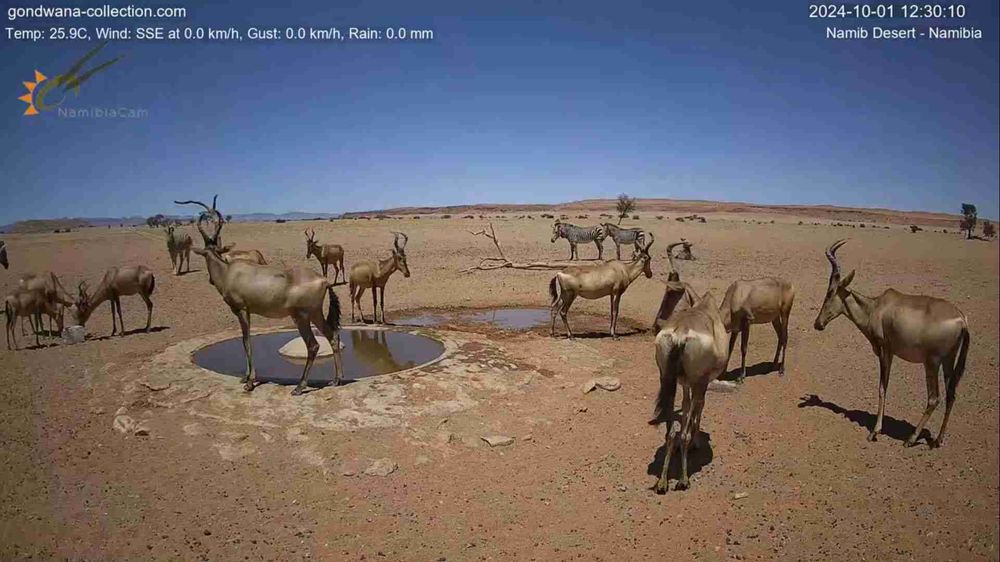 Namibia: Live stream in the Namib Desert