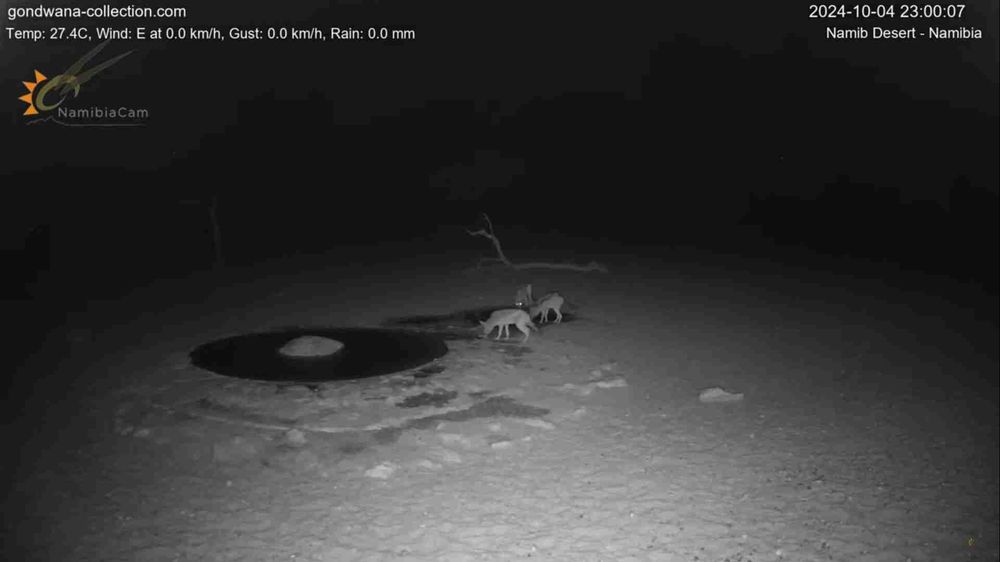 Namibia: Live stream in the Namib Desert