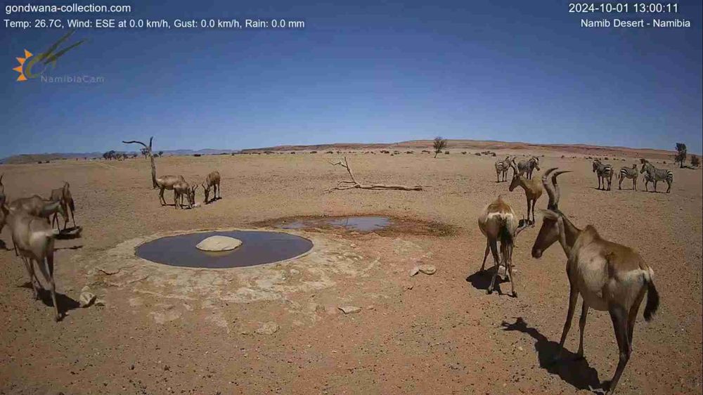 Namibia: Live stream in the Namib Desert