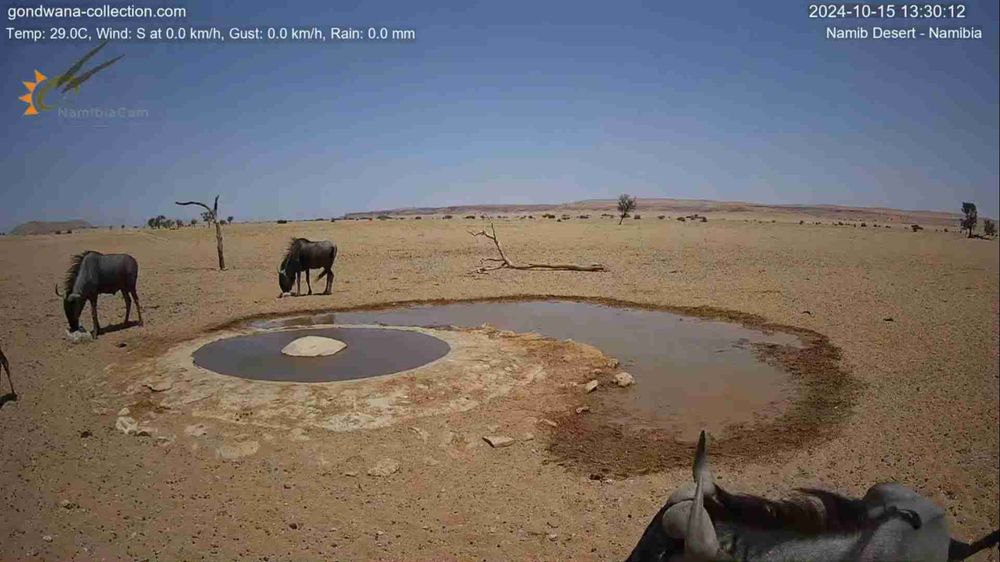 Namibia: Live stream in the Namib Desert