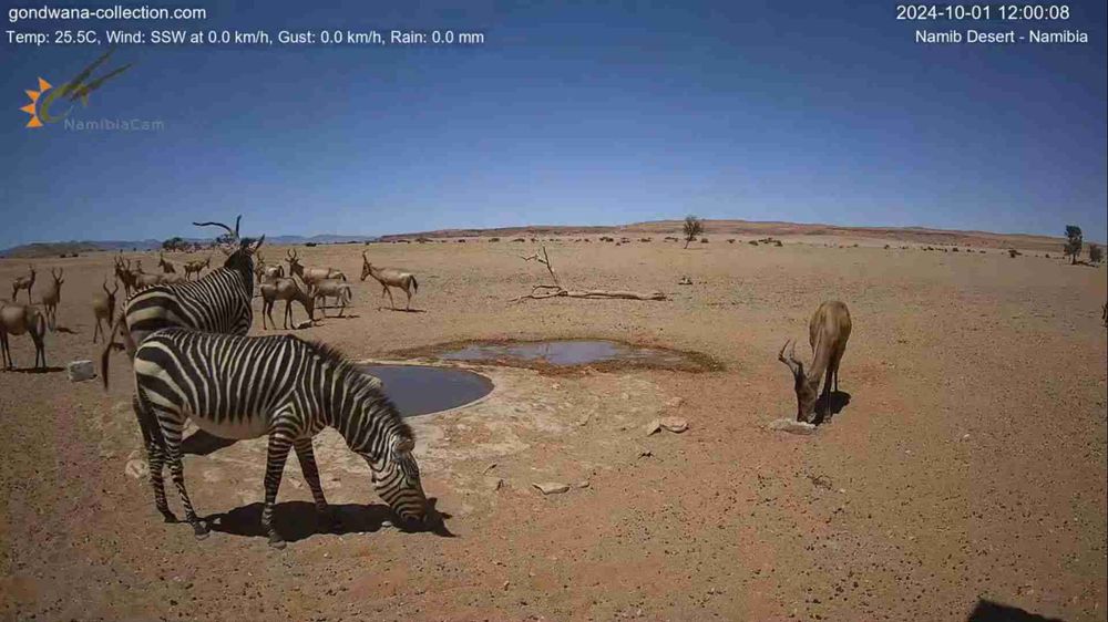 Namibia: Live stream in the Namib Desert