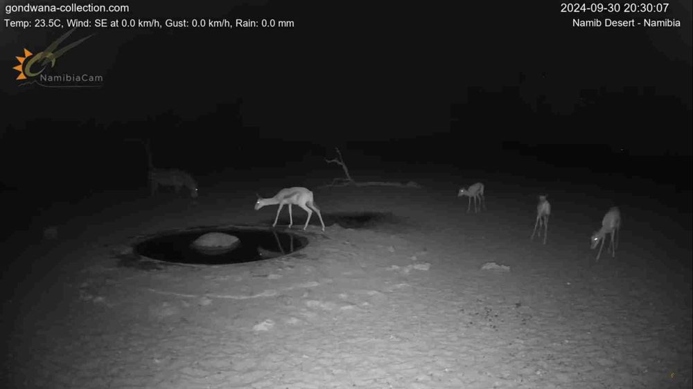 Namibia: Live stream in the Namib Desert