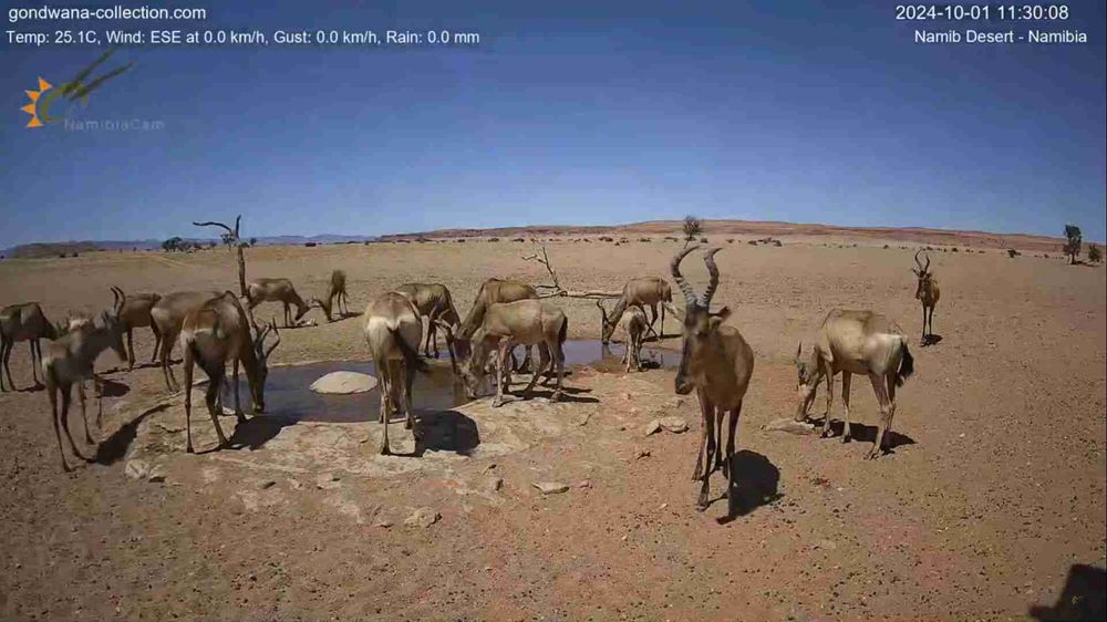 Namibia: Live stream in the Namib Desert