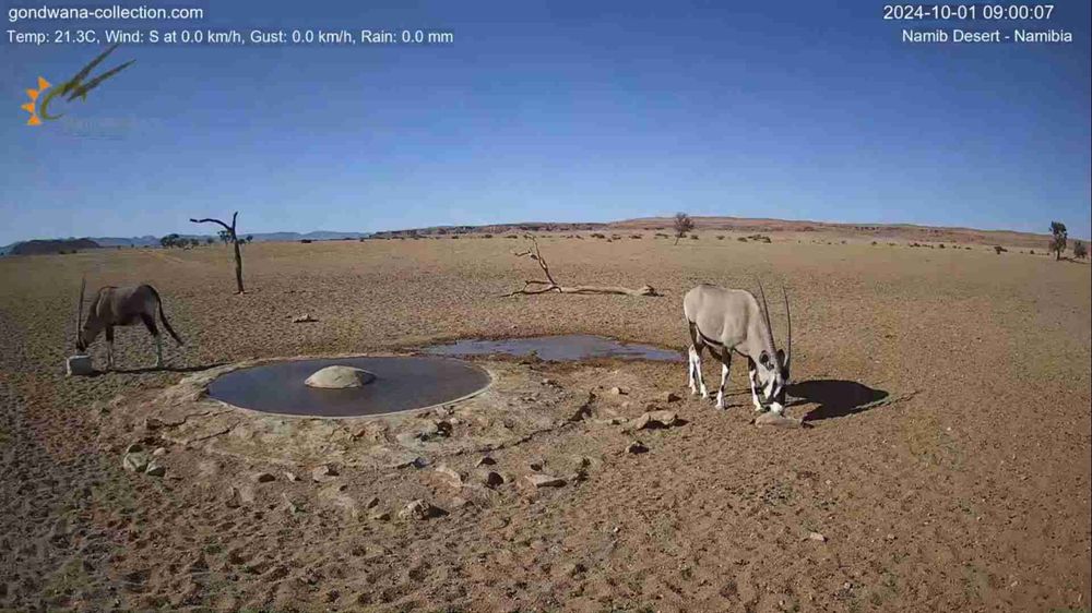 Namibia: Live stream in the Namib Desert