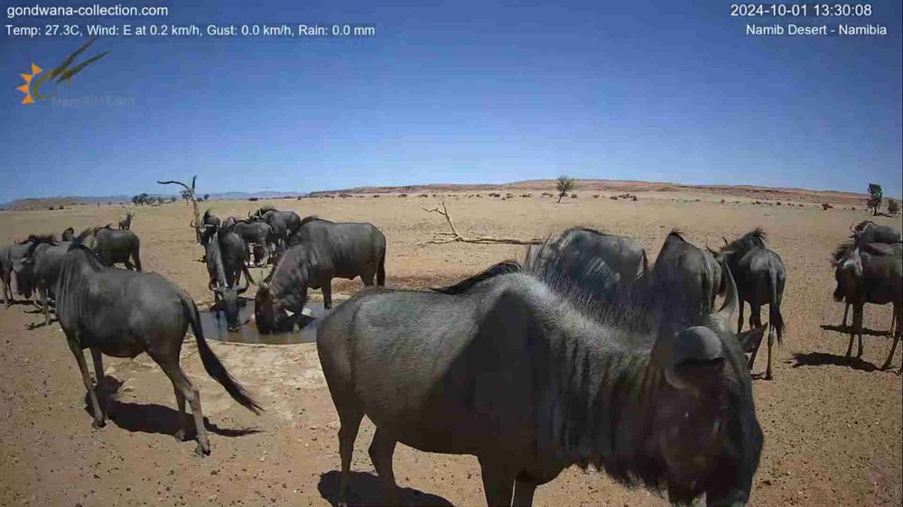 Namibia: Live stream in the Namib Desert