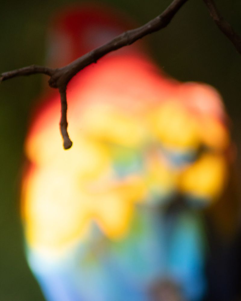 Out-of-focus photograph showing abstract shapes with soft blends of intense reds, bright yellows, and deep blues in the background, hinting towards a vibrantly colored bird, likely a parrot. A sharply defined branch juts clearly into the frame in the foreground. Image style crosses between abstract photography and digital art with vivid, warm colors contrasting against darker, muted greens in the backdrop.