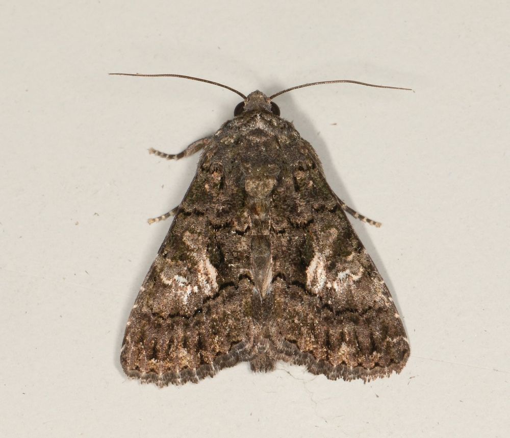 Image of a brown patterned moth, the Sorcerer.