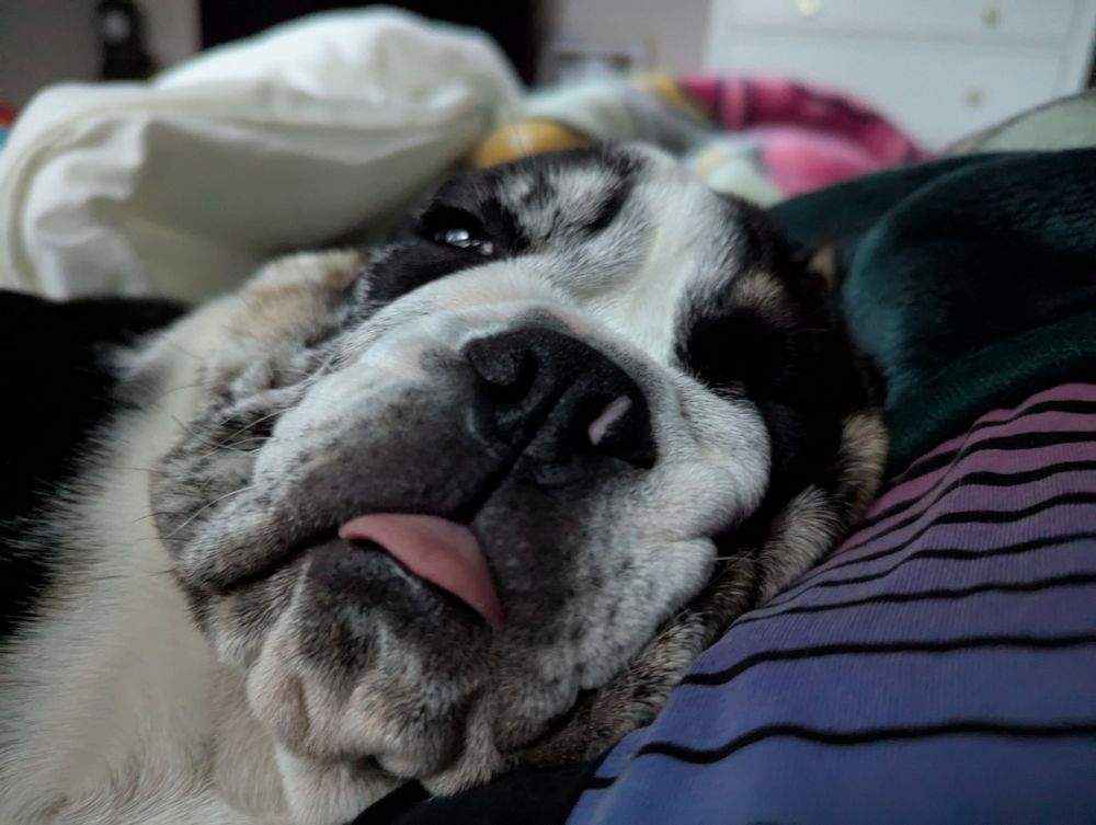 Mina the bulldog puppy half asleep with her tongue out and one eye open