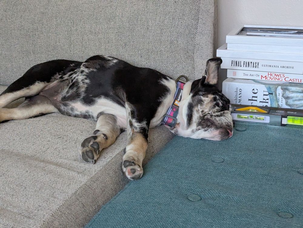 Mina the English Bulldog puppy asleep on the couch with her tongue sticking out.