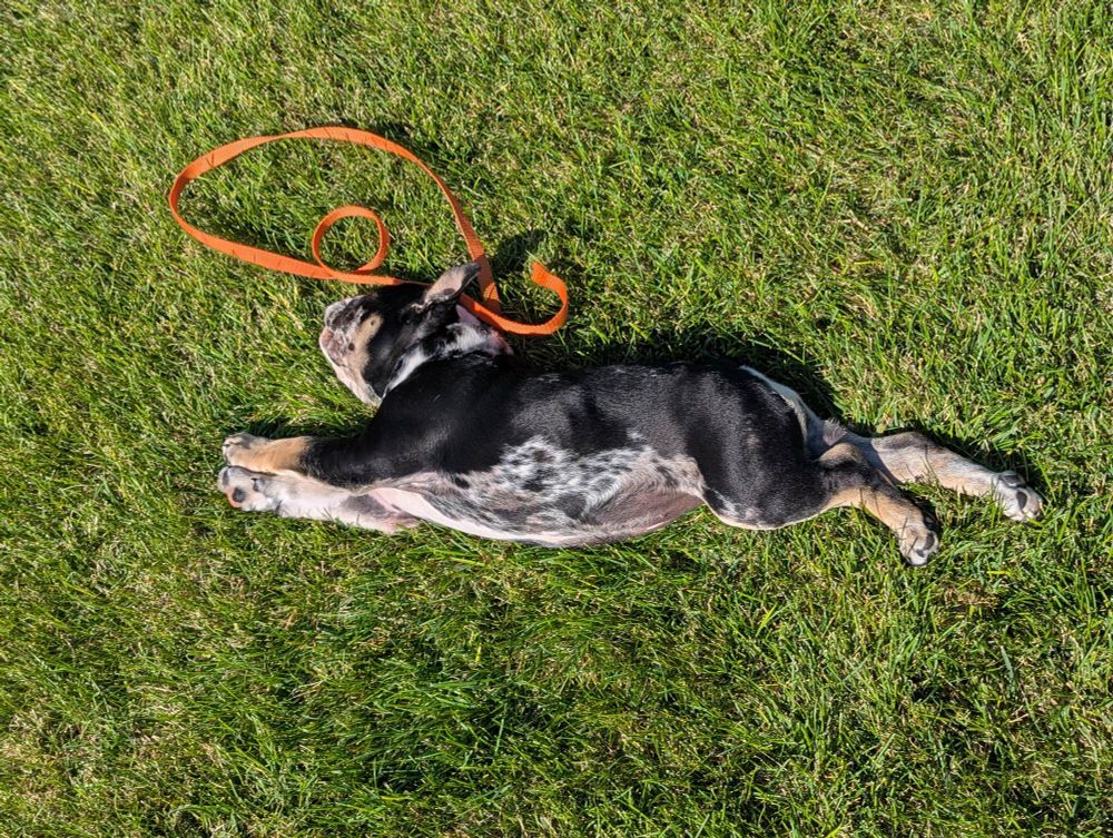 Mina the bulldog puppy stretching on the grass in the morning sun
