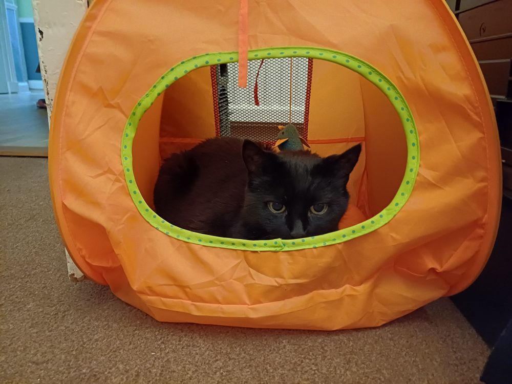 Back cat hunkered down inside an orange tent.