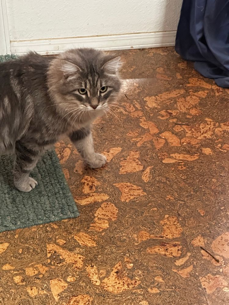 Grey long haired cat exploring. 