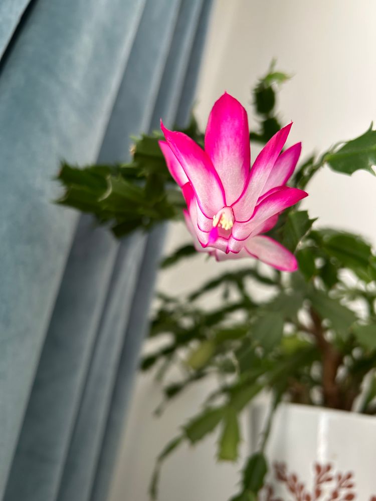 A pink bloom of a Christmas cactus flower, with stems in the background, and blue curtains.