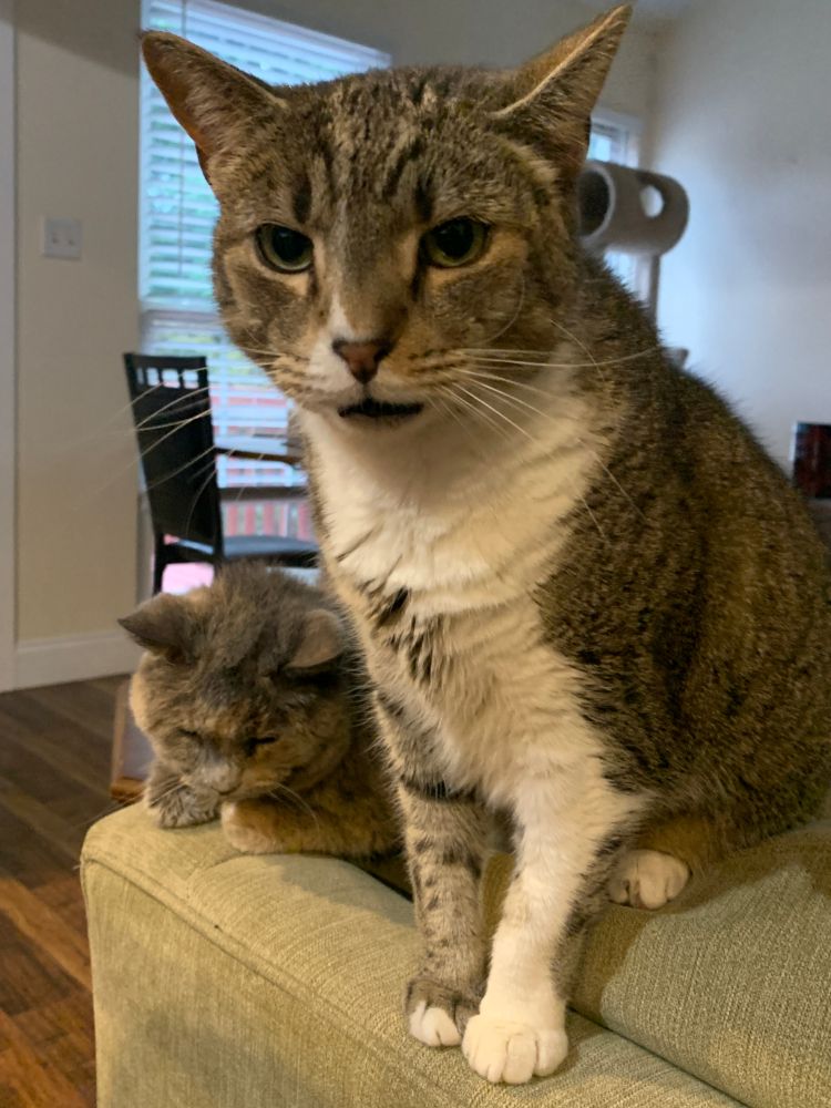 Happy (left) and Cheddar Pepper (right) sitting on the couch