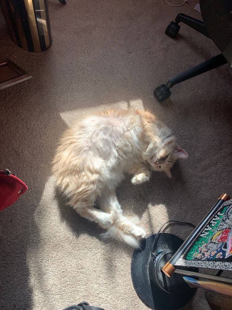 Charlie, the silliest cat, flops in a sunbeam