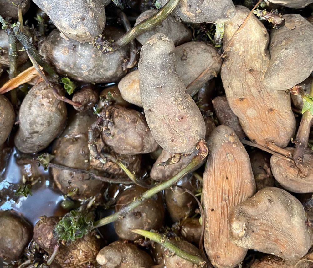 Photo of a tub of pink fir apple potatoes. They’ve gone old and wrinkly and are sending off shoots. Plus the bucket they’re in has water at the bottom as I just left them outside. 