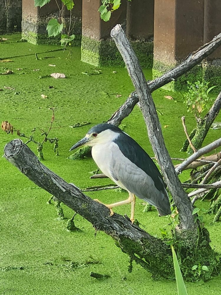 Black crowned night heron posing for me, an absolute icon