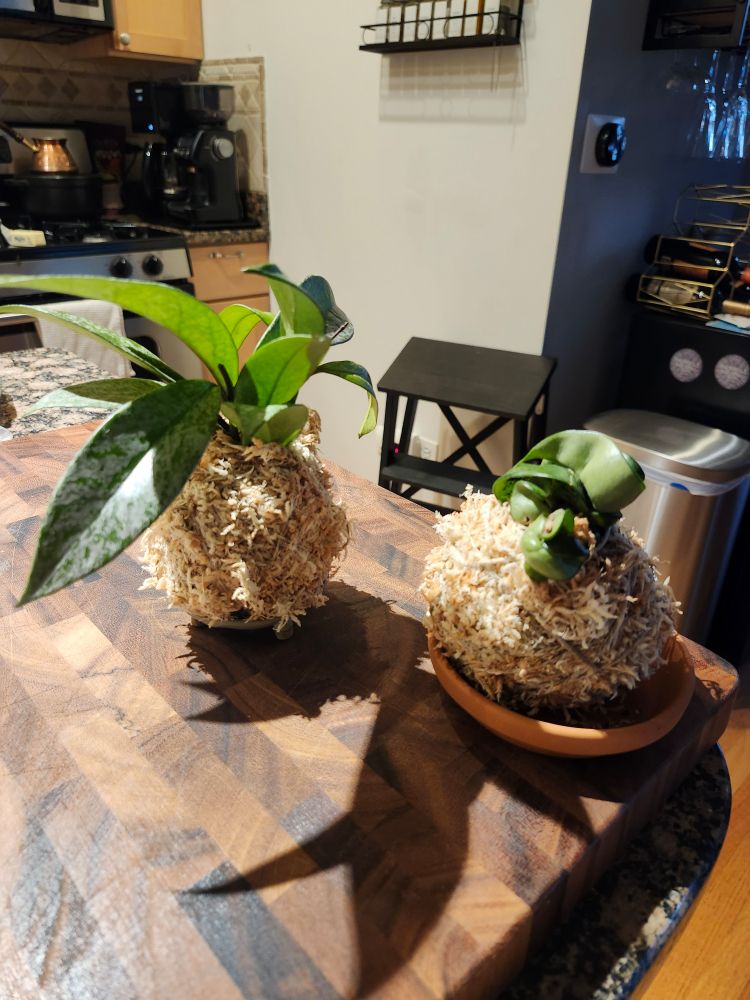Two kokedama style moss balls containing rubber plants, one compact and the other with silver variegation, sitting on a wooden cutting board.