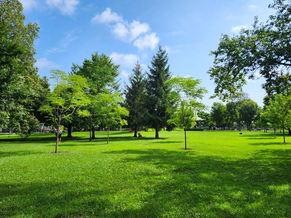 Sunny summer morning at a verdant green park with a few clouds in the sky and many trees