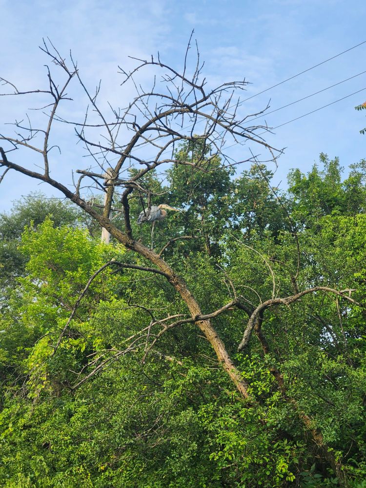 A great blue heron in a tree
