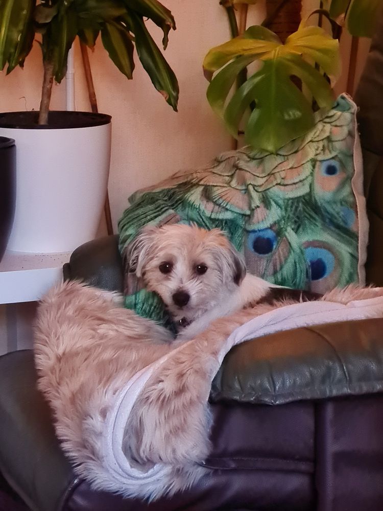 Eddie the morkie (Maltese and Yorkshire Terrier) lifts his head when he hears mummy's voice, but his face floof is squeeshed.