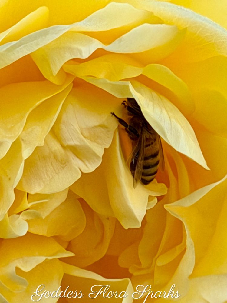 A little honey bee nestled cozily into a yellow rose