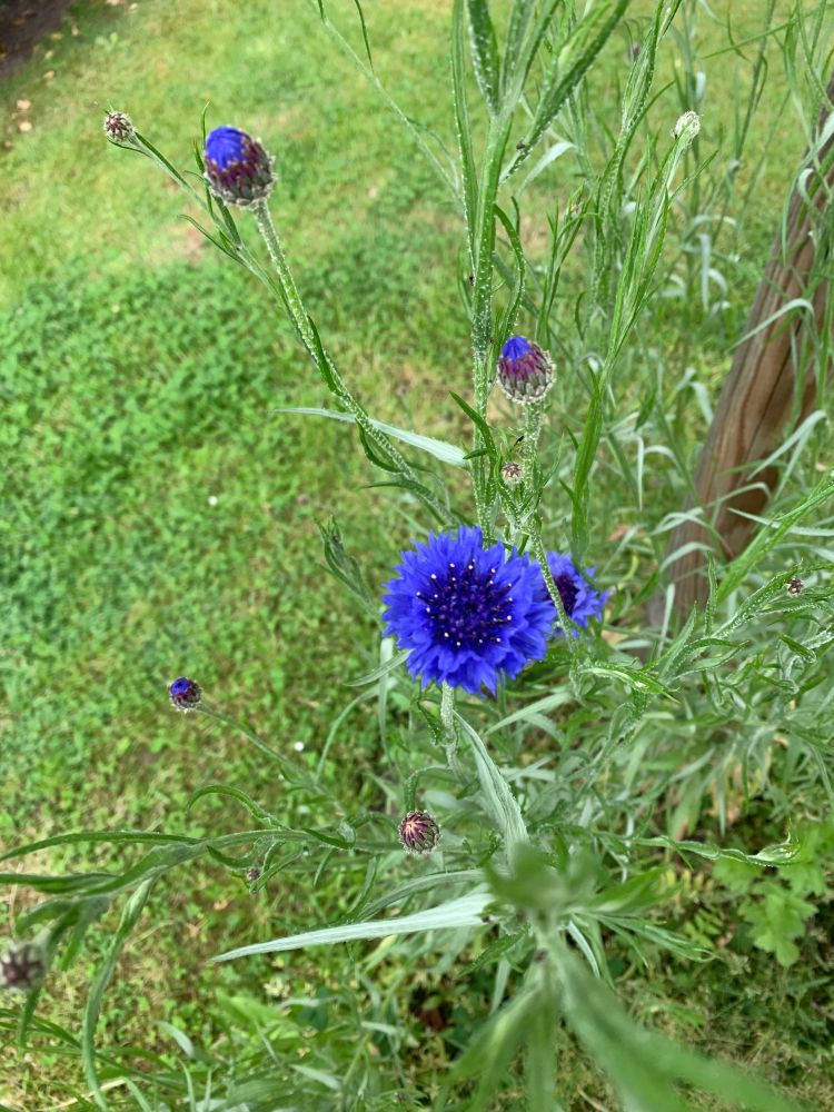Blaue Kornblumen.