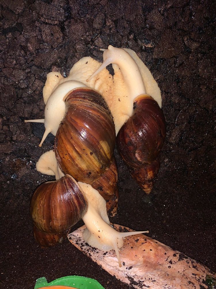 Drei Achatschnecken aneinander an der Terrariumwand.