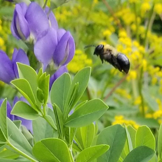 Carpenter Bee flying toward Blue Wild Indigo (Baptisia australis) in the native food forest at Christ the King Lutheran Church in West Chester, Ohio
